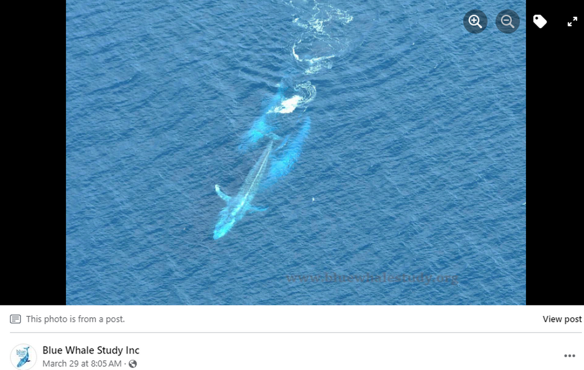 A female blue whale was pursued by two males, researchers said. Screengrab from Blue Whale Study's Facebook post