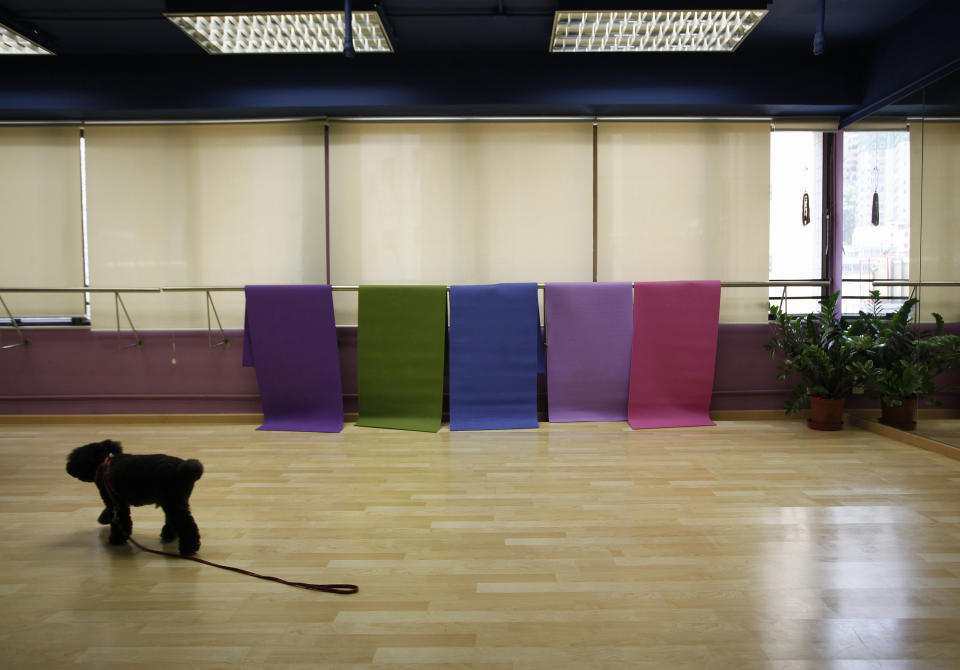 Simmy, a toy poodle, walks past exercise mats after a "doya" or dog yoga lesson in Hong Kong August 20, 2011. The class aims to help dogs find their "inner" peace and to maintain a close relationship with dog lovers, according to the instructors. Picture taken August 20, 2011. REUTERS/Bobby Yip
