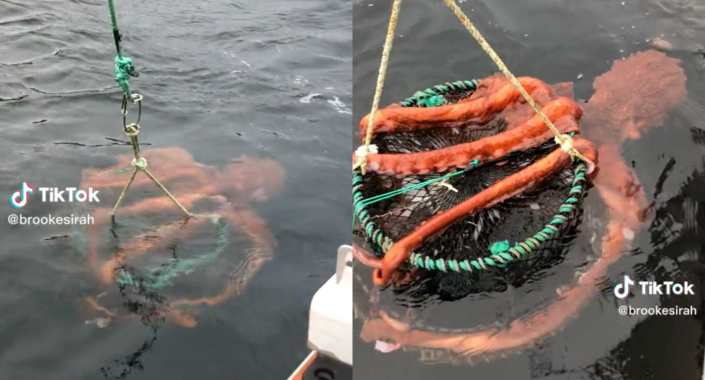 Brooke Sattar was out on the waters of Port Alberni, B.C. with her family when a giant octopus clung onto one of their prawn traps. (Photos via @brookesirah on TikTok)