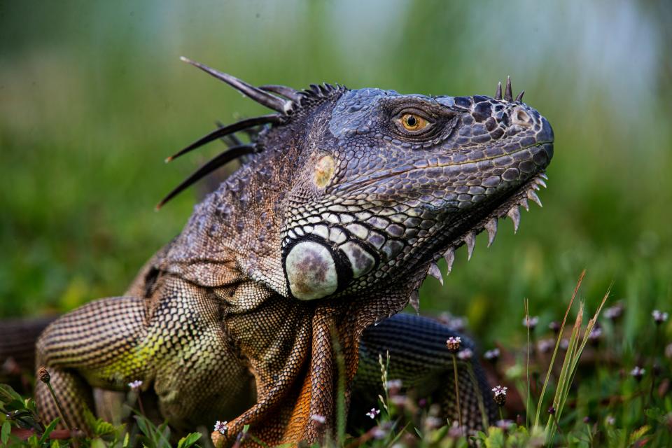 A large green iguana gathers up the sun along a pond in North Fort Myers on July 19, 2023. The invasive non native reptiles can be seen throughout Southwest Florida and beyond. Their diet consists of vegetation according to the Florida Fish and Wildlife website. They are also known to consume bird eggs. Impacts can include damage to commercial and residential landscapes.