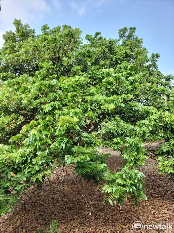 荔枝5月開始收成期、芒果7月開始收成期、龍眼8月開始收成期，但是現在都面臨同樣的困境，就是荔枝、芒果、龍眼都因為氣候因素，拒絕開花，導致目前農民會有收成困難的問題。   圖：陳亭妃服務處提供