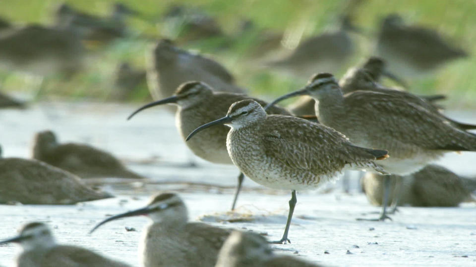 The migratory path of a whimbrel may extend from nesting areas in the Arctic to wintering grounds as far south as Bolivia. / Credit: CBS News