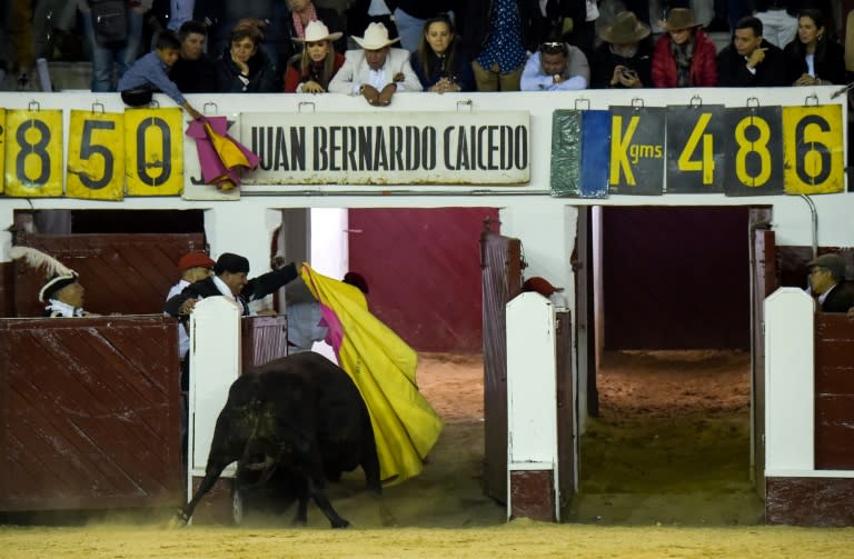 A bull called Abrileno leaves the bullring after being pardoned during a bullfight at La Santamaria bullring in Bogota, on January 28, 2018; Colombian animal rights activists are campaigning to for a ban on the deadly sport