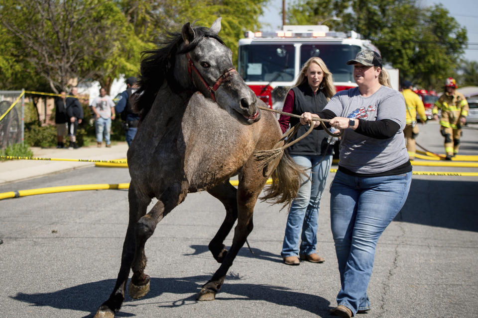 Animal rescue volunteers evacuate a horse from the back of a home where an explosion took place sending off multiple fireworks into the sky in Ontario, Calif., Tuesday, March 16, 2021. (Watchara Phomicinda/The Orange County Register via AP)