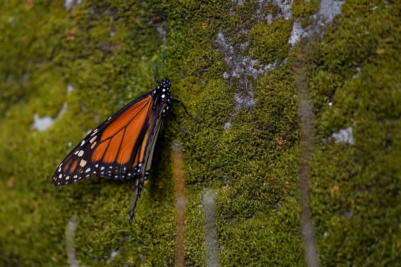 Una mariposa monarca es fotografiada en el santuario de El Rosario, en el estado de Michoacán, México