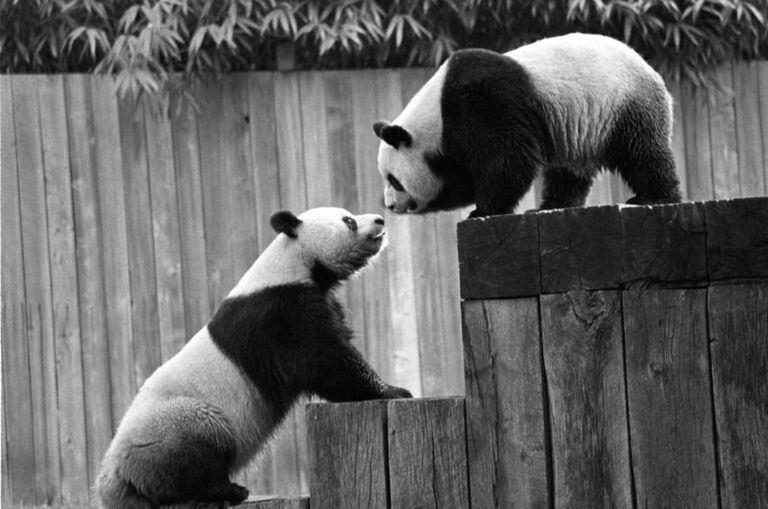 Hsing-Hsing y Ling-Ling fueron los primeros pandas que la China comunista le regaló a EE.UU. en 1972, después de la histórica visita de Richard Nixon a Pekín