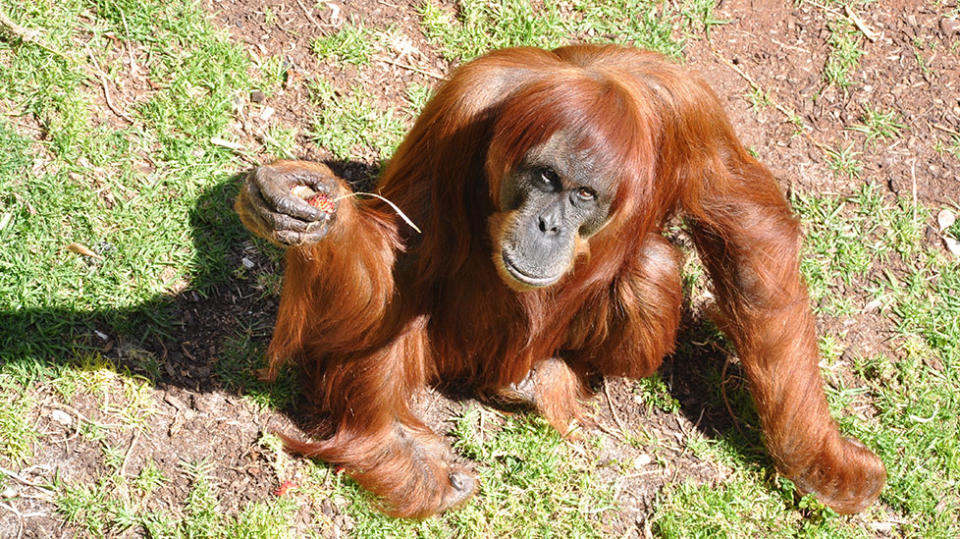 Perth Zoo has lost one of its favourites, the legendary Puan. Source: AAP