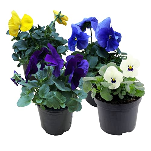 Live Healthy Flowering Pansies - Assorted Colors (4 Plants Per Pack), Early Spring Color, 6