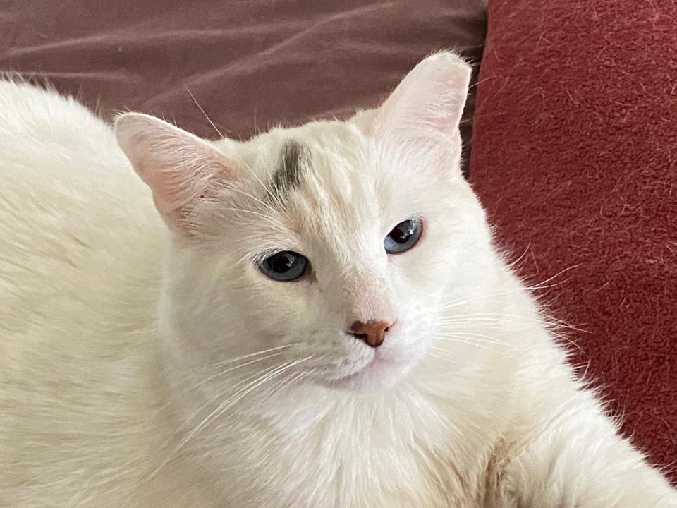 An eartip is the universally accepted symbol of a neutered community cat. Handsome Walter started life as a community kitten but now lives happily indoors.