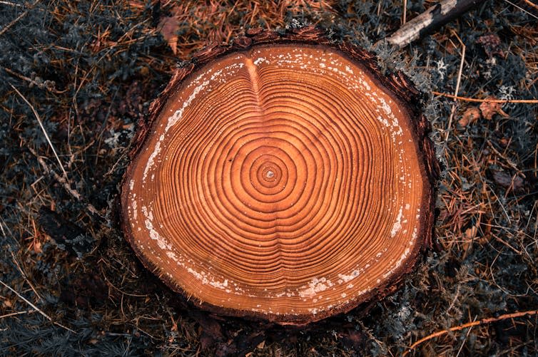 A tree stump with visible annual rings.