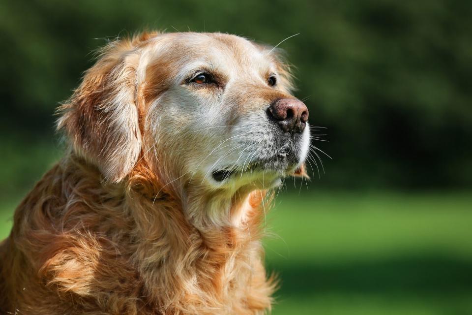 Golden retriever portrait