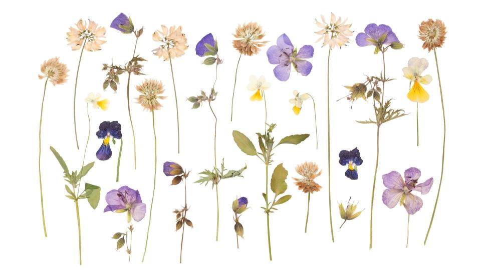 Pressed flowers can be used in bookmarks, DIY bath bombs, and other crafts.