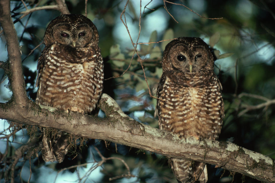 A pair of northern spotted owls. (Photo: Kevin Schafer via Getty Images)