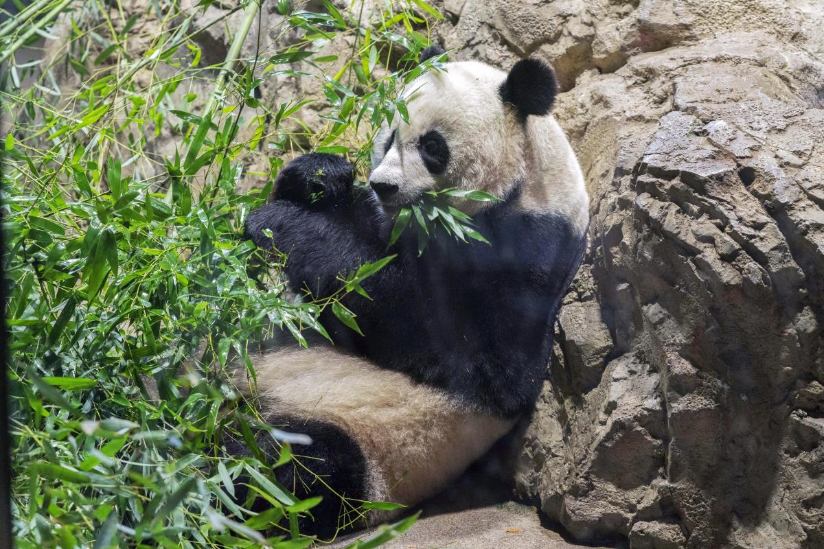 Panda Politics: What a Panda-Less DC Says About US Relations With China -  Washingtonian