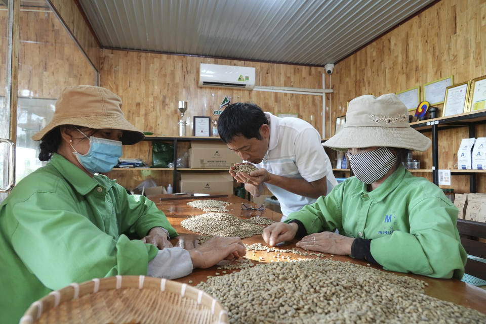 Workers sort and grade coffee beans at a coffee factory in Dak Lak province, Vietnam on Feb. 1, 2024. New European Union rules aimed at stopping deforestation are reordering supply chains. An expert said that there are going to be "winners and losers" since these rules require companies to provide detailed evidence showing that the coffee isn't linked to land where forests had been cleared. (AP Photo/Hau Dinh)