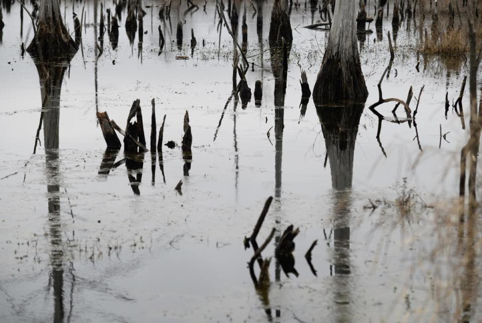 Beaumont, Texas: Tree stumps in the marshes near the Neches River Salt Water Barrier in Beaumont on Friday, Jan 26, 2024.