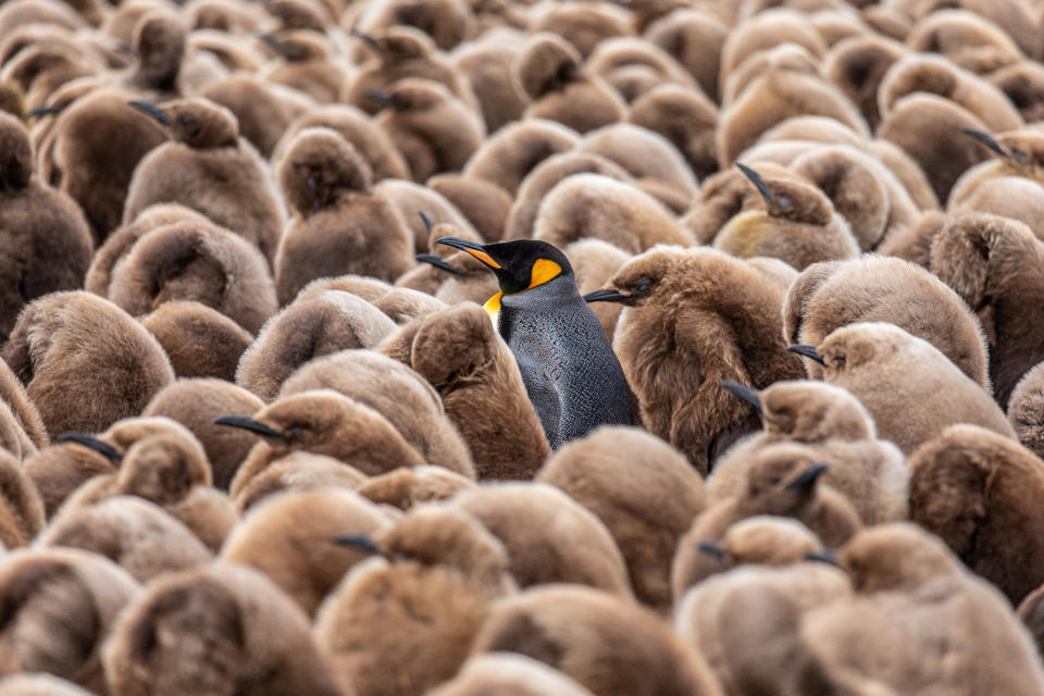 This image of an adult penguin surrounded by chicks was taken on the Falkland Islands by Andy Pollard.