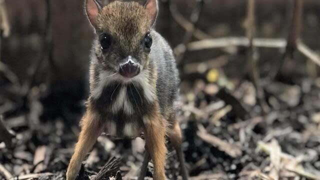 The mouse deer is about 8 inches tall, around the size of a standard pencil, the Bristol Zoo said in a statement. / Credit: Bristol Zoo