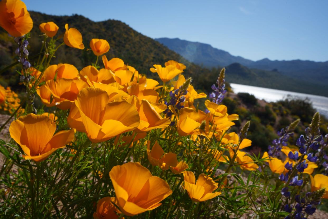 Orange poppies grow on a hill overlooking Bartlett Lake in Tonto National Forest on April 9, 2023.