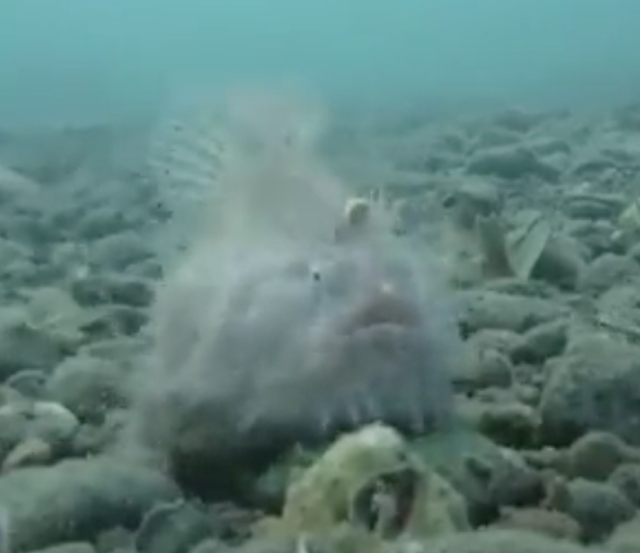 Blob fish in the depths of the oceans : r/TheDepthsBelow