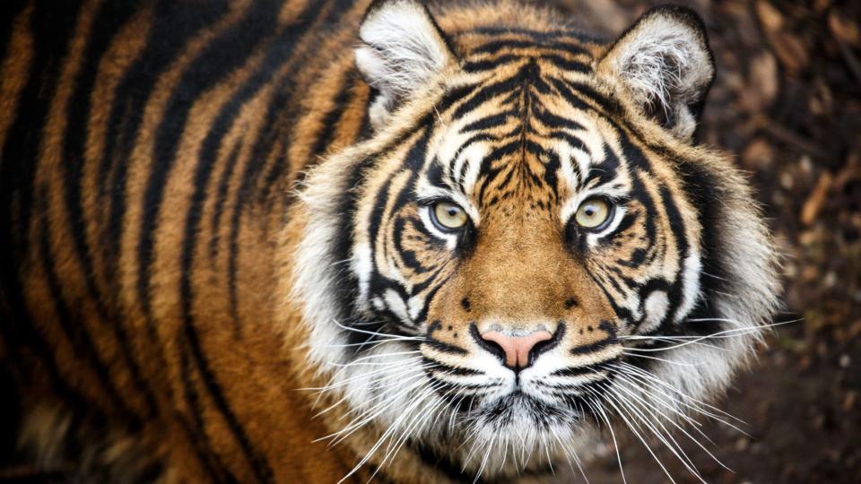 House cats and tigers share 95% of their genes