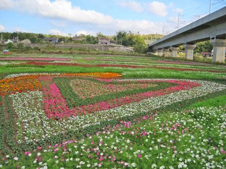 苗栗》金果、乳香、花海 通霄花果季美麗展開