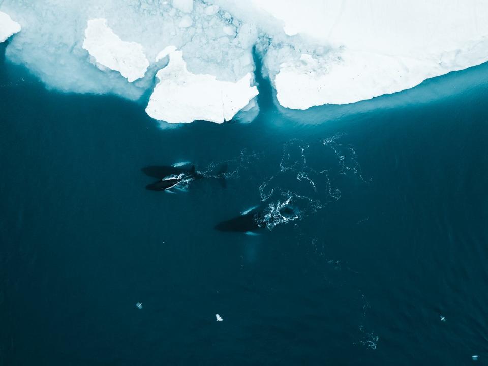 whales aerial view