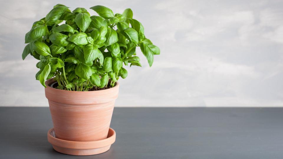 Basil (Ocimum basilicum)