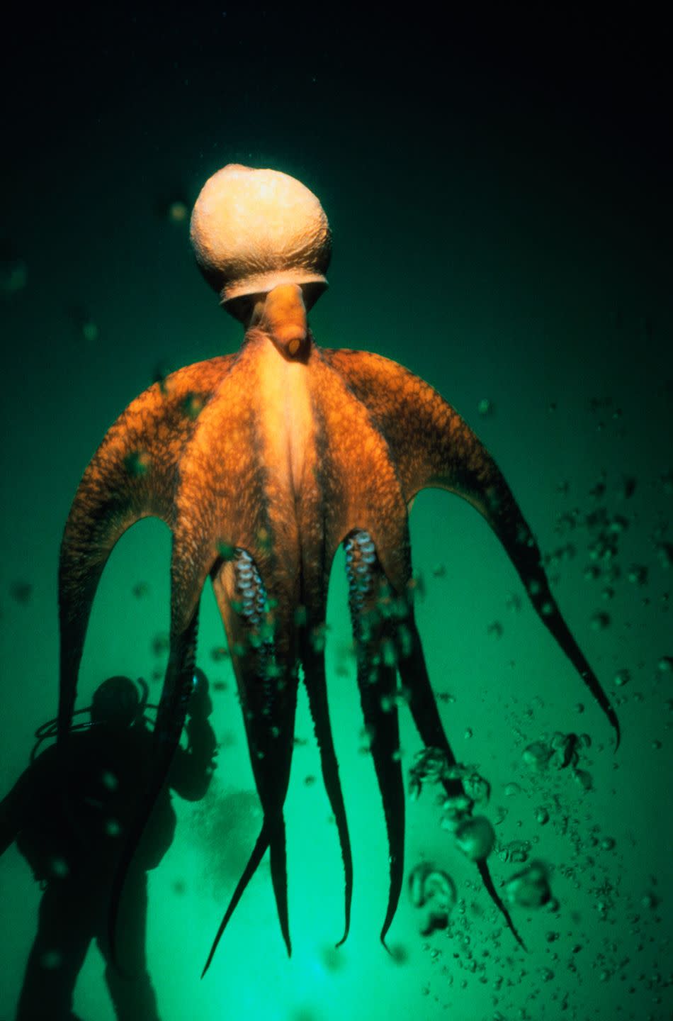 Giant octopuses really do exist