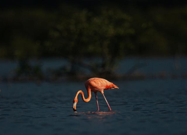 A 'pink wave' could be good news for Flamingo conservation in Florida