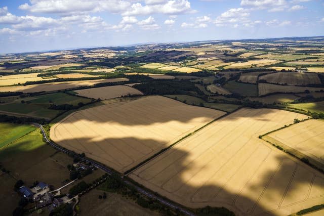 Aerial view of wheat fields