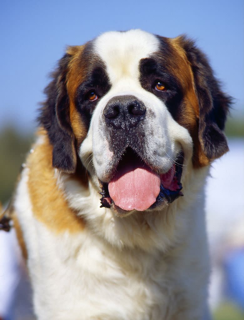 tallest dog breed saint bernard