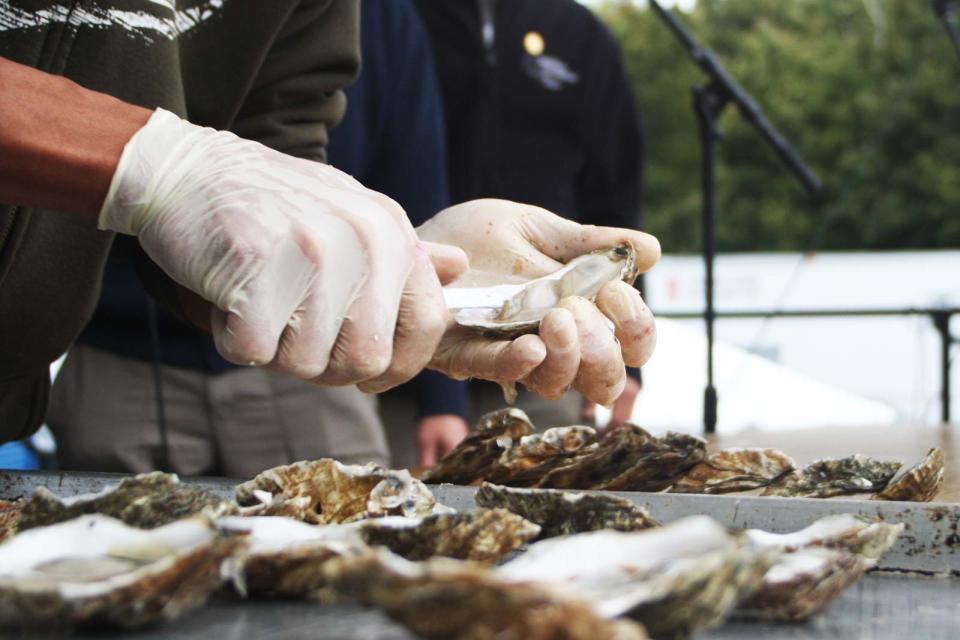 Wellfleet OysterFest in Massachusetts