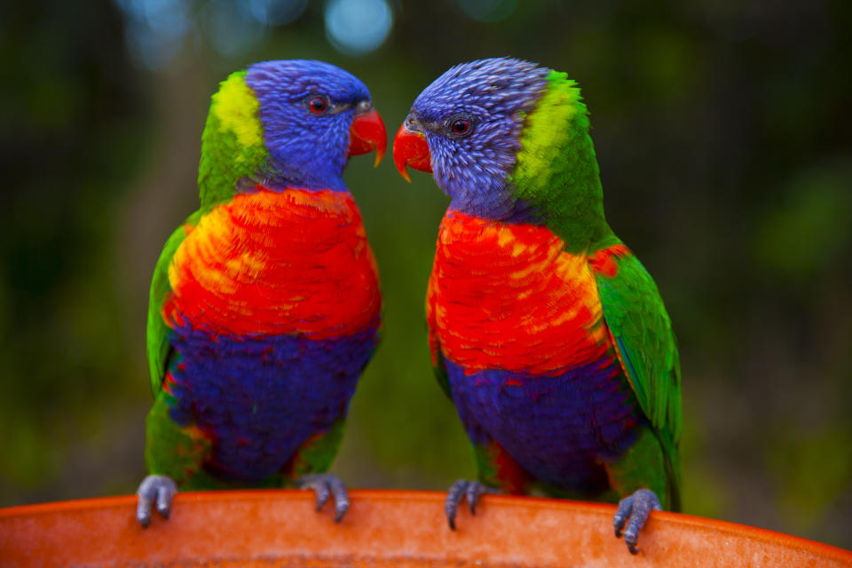 Regenbogenloris sind in Australien beheimatet. (Bild: Getty Images)