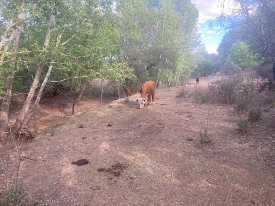 Cattle graze in riparian habitat known to harbor endangered species in the Coronado National Forest in southern Arizona.