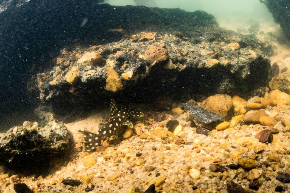 A Scobinancistrus raonii, or Raoni’s armored catfish, lurking under a rock. Leandro Sousa/Photo from Leandro M. Sousa