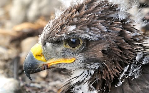 One of three golden eagle chicks recently released in southern Scotland - Credit: Laurie Campbell