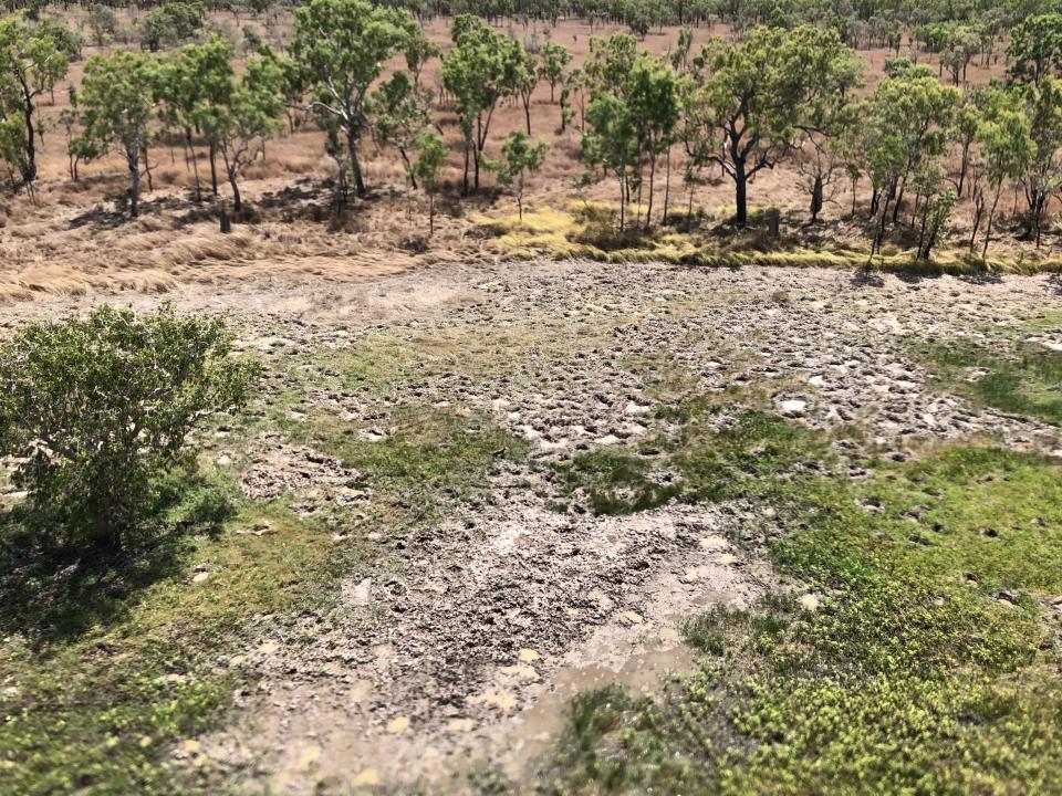 Destroyed creek beds in a Cape York national park, likely from cattle.