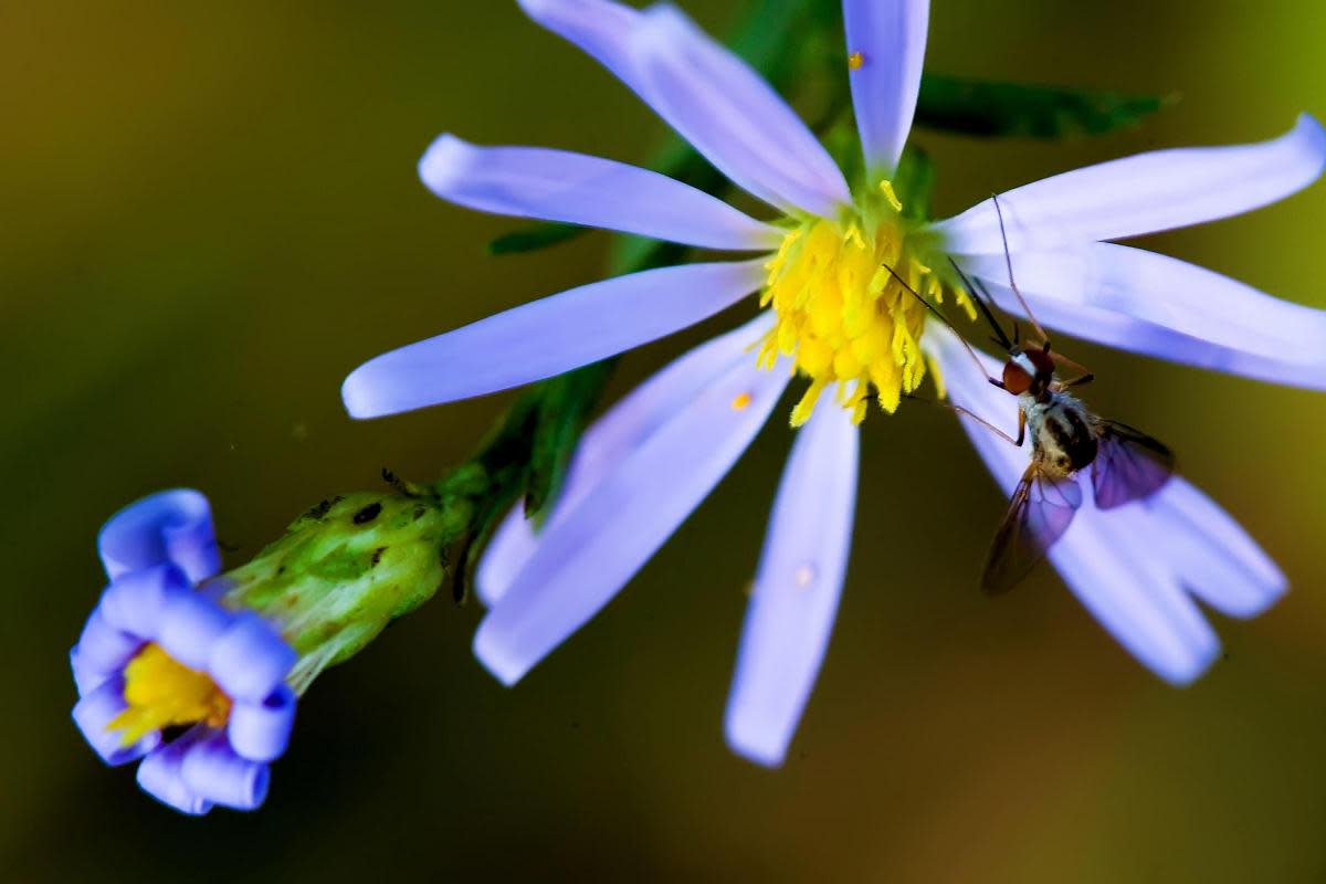 The Scottish public is being asked to spot mosquitos as part of a research project by the University of Glasgow <i>(Image: PA)</i>