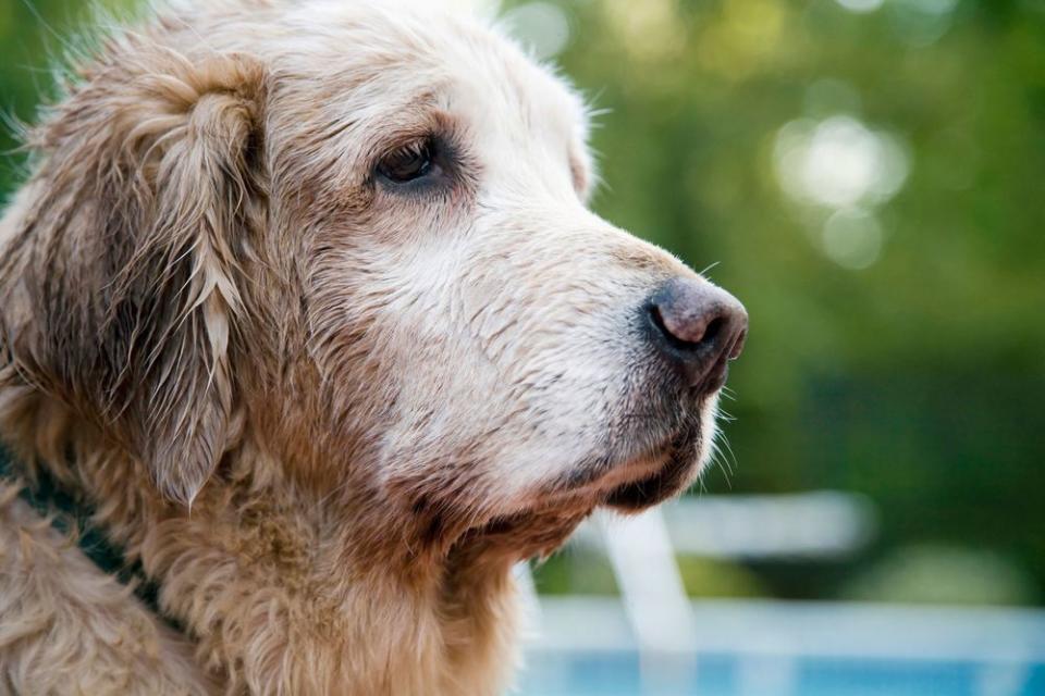 Many of the behavioral changes associated with Alzheimer’s disease in humans have also been recognized in dogs