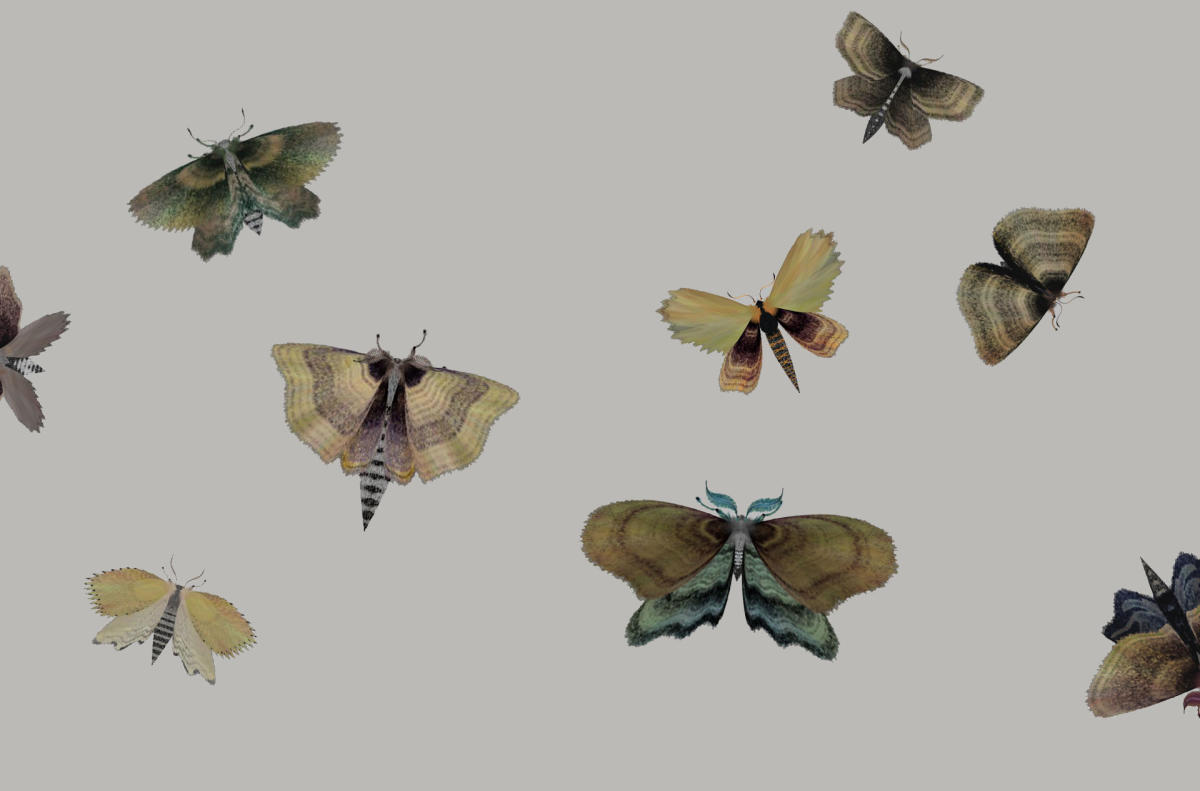 How do you get rid of moths when you can't find the source? – Dr. Killigan's