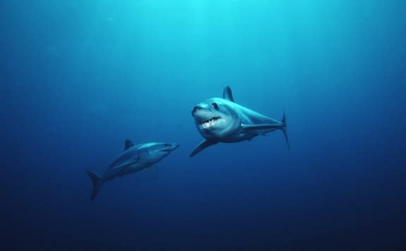 Two shortfin mako sharks, which are fast-moving and streamlined fish. They propel themselves through the water with short strokes of their thick, powerful tails.