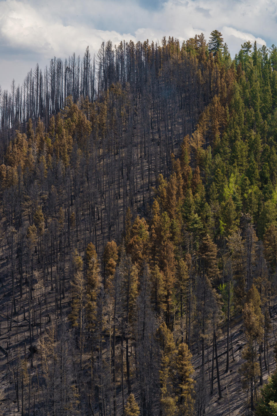 A hillside burned by the Hermits Peak/Calf Canyon fire in northern New Mexico. - Credit: Nadav Soroker/Searchlight New Mexico