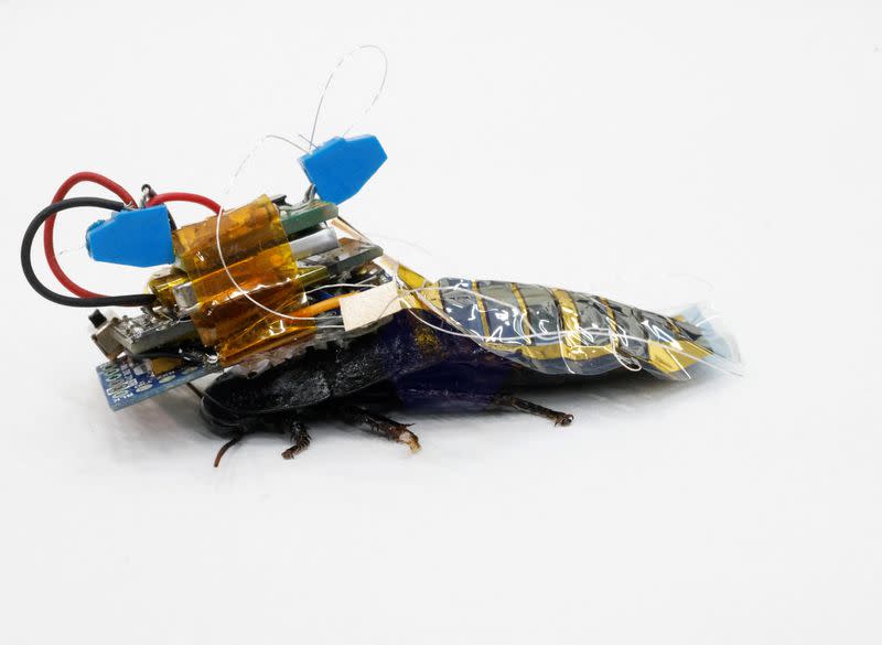 Madagascar hissing cockroach mounted with a "backpack" of electronics pictured in Wako