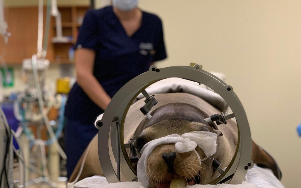 Cronutt the seal lion prepares for a CT scan before the procedure - Dr Shawn Johnson