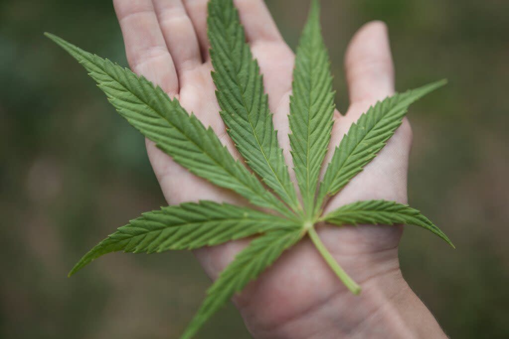 Marijuana leaf