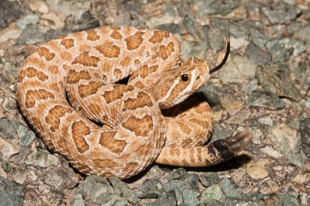 Hognose Snake Doesn't Play Dead Anymore - Reptiles Magazine