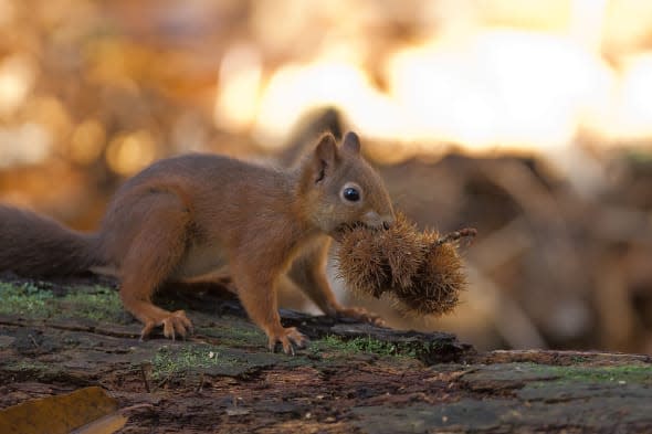 Red squirrel on Brownsea Island