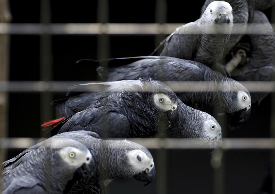<p>African grey parrots rescued from an illegal trader by Ugandan officials at the Uganda-Democratic Republic of Congo border crossing are seen at the Uganda Wildlife Education Centre in Entebbe, southwest of the capital Kampala January 12, 2011. Illegal trade in the parrots, which are valued between $300 and $700, has increased in recent years, according a spokeswoman for centre. (Photo: James Akena/Reuters) </p>