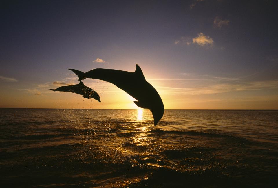 Two bottlenose dolphins leaping from the ocean at sunset, Roatan, Honduras.
